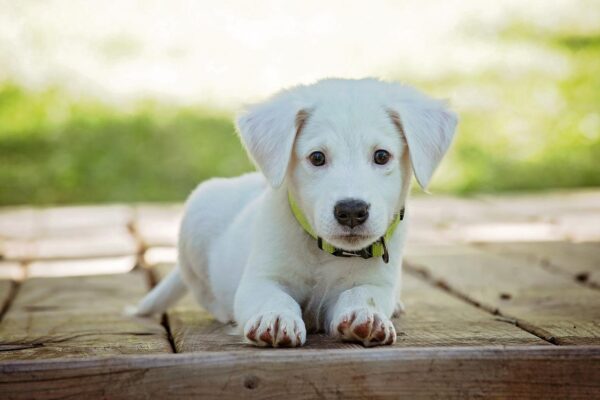 Perfect Dog Boarding